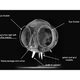 Image for article titled The First Millisecond of a Nuclear Explosion Is the True Face of Atomic Death